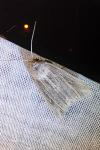 Mythimna riparia