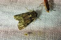 Oligia