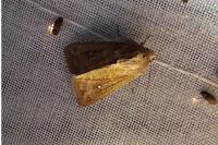 Mythimna albipuncta
