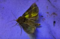 Diachrysia chrysitis