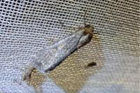 Spodoptera exigua
