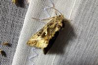 Autographa gamma