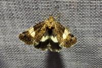 Tyta luctuosa