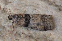 Sciota rhenella