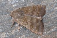 Ipimorpha subtusa