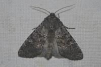 Apamea maillardi