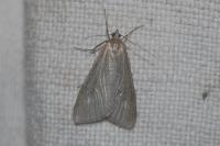 Udea uliginosalis