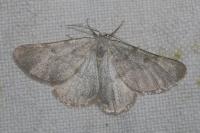Sciadia unicoloraria