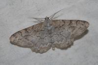 Alcis repandata