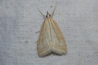 Udea lutealis