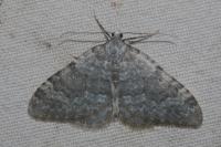 Colostygia aqueata aqueata