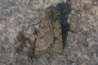 Agrotis simplonia