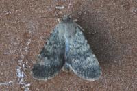 Standfussiana lucernea cataleuca