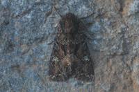 Mniotype adusta