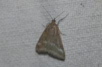 Pyrausta aerealis