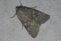 Polia serratilinea