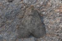 Polia serratilinea