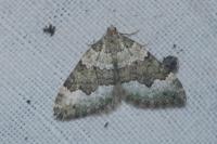 Colostygia aptata