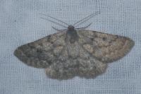 Gnophos obfuscata