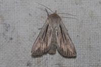 Leucania comma