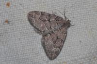 Thera cognata