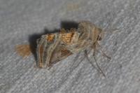 Euchalcia modestoides