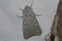 Rhyacia helvetina helvetina