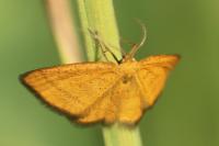 Idaea flaveolaria