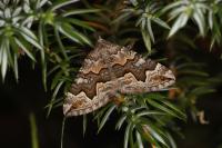 Scotopteryx obvallaria