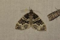 Electrophaes corylata