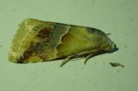 Eublemma parva