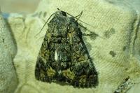 Catephia alchymista