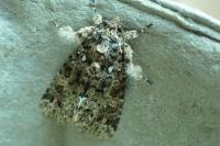 Callopistria latreillei
