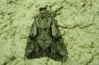 Chloantha hyperici