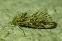 Cynaeda dentalis