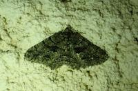 Peribatodes ilicaria ilicaria