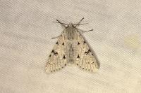Acronicta leporina