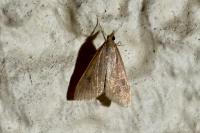 Udea ferrugalis