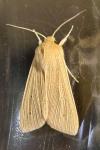Mythimna pallens