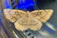 Stegania trimaculata