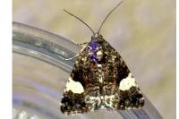 Tyta luctuosa
