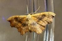 Idaea emarginata