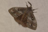 Dendrolimus pini corsaria