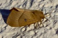 Lasiocampa quercus quercus