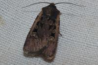 Euxoa obelisca obelisca