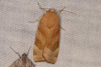 Noctua fimbriata/tirrenica