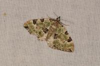 Colostygia pectinataria