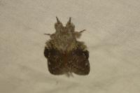 Stauropus fagi