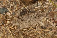 Peribatodes secundaria fabii