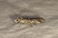 Pempelia palumbella